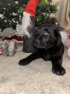 Pui labrador - imagine 3