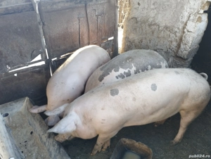 Porci de vanzare - imagine 3