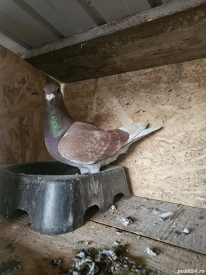 porumbei voiajori - imagine 4