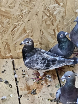 porumbei voiajori - imagine 3