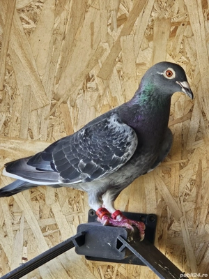 porumbei voiajori - imagine 5