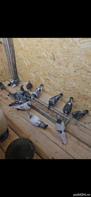 porumbei voiajori - imagine 2