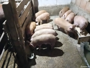 vand purcei de 2 luni jumate 