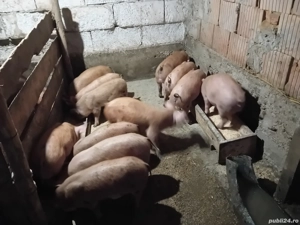 vand purcei de 2 luni jumate  - imagine 2