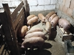 vand purcei de 2 luni jumate  - imagine 3