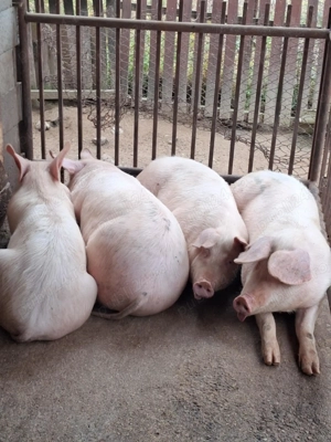 Vând porci  65-75 kg  - imagine 2