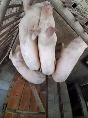 Vând porci  65-75 kg  - imagine 4