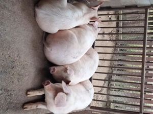 Vând porci  65-75 kg  - imagine 5