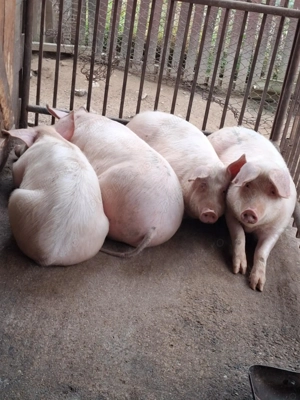 Vând porci  65-75 kg  - imagine 3