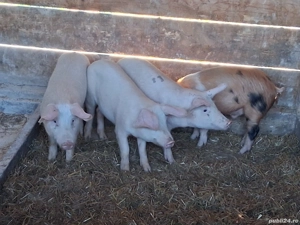 vând  3 masculi castraţi si o  femelă 35-38 kg - imagine 2