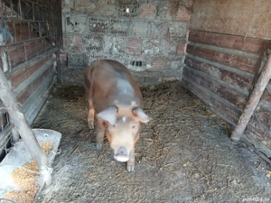 porc castrat de vanzare  - imagine 2