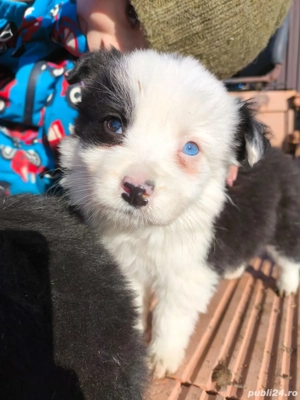 cățel border collie 