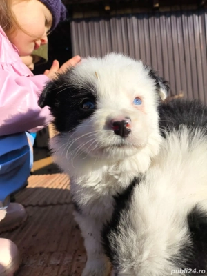 cățel border collie  - imagine 2