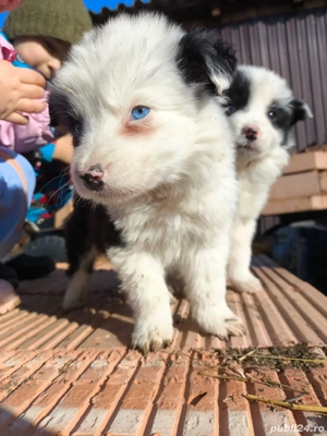 cățel border collie  - imagine 3