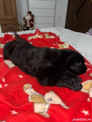 puiut de labrador  - imagine 4