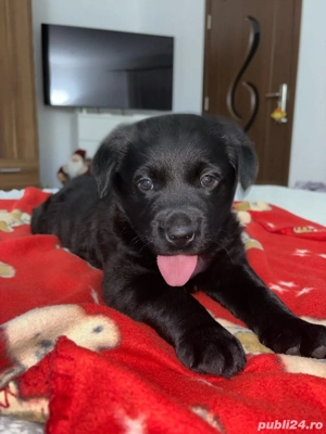 puiut de labrador  - imagine 3