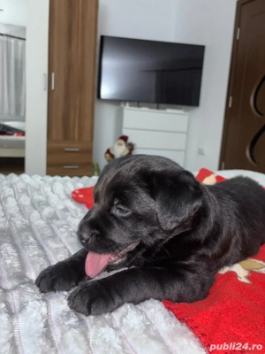 puiut de labrador  - imagine 2
