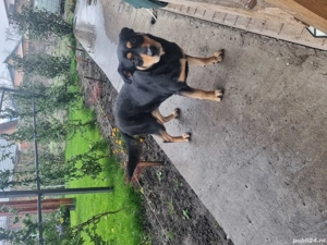 Donez cățel - imagine 2