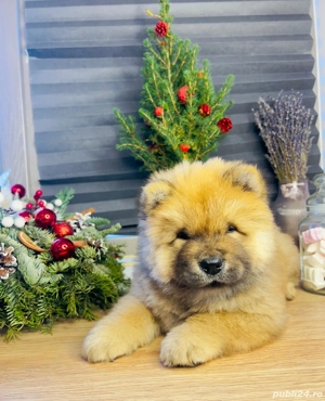 Pui Chow Chow cu pedigree din părinți albitrati - imagine 4