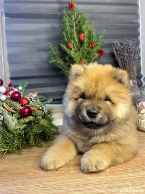 Pui Chow Chow cu pedigree din părinți albitrati - imagine 2