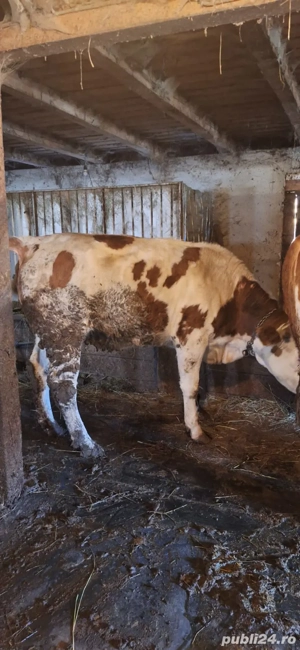 Vand vaci gestante - imagine 4