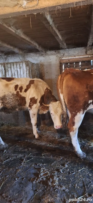 Vand vaci gestante - imagine 5