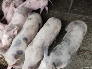 Purcei de vanzare - imagine 3