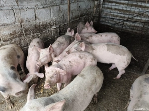 Purcei de vanzare - imagine 5