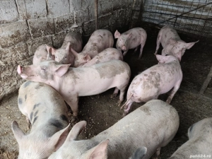 Purcei de vanzare - imagine 4