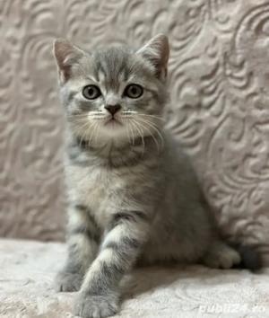 Norvegiana de Pădure 