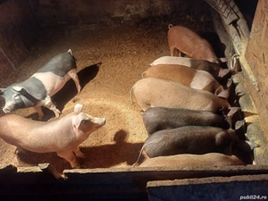 ofer spre vânzare  9 purcei - imagine 3