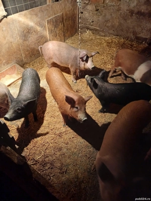 ofer spre vânzare  9 purcei - imagine 4