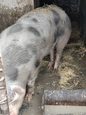 Scroafa pietran de vanzare