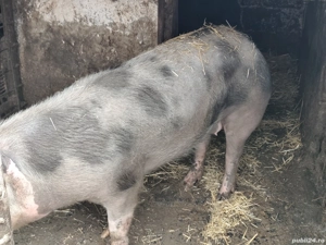Scroafa pietran de vanzare - imagine 2