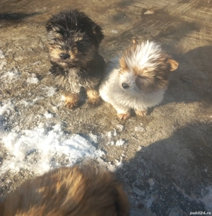 vand catelusi bichon - imagine 2