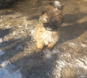 vand catelusi bichon - imagine 3