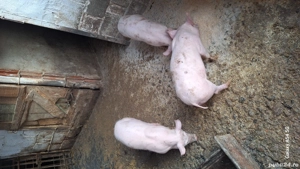 grasuni 4 luni - imagine 4