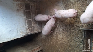 grasuni 4 luni - imagine 3