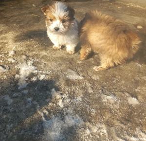 vand catelusi bichon - imagine 4