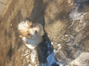 vand catelusi bichon - imagine 5
