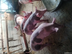 Purcei de vânzare în Vrancea comuna obrejita  - imagine 2