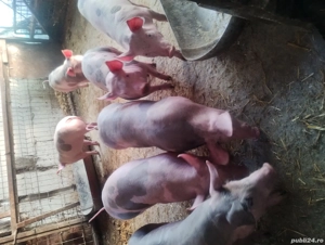 Purcei de vânzare în Vrancea comuna obrejita 