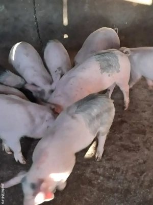 purcei landrace 25 kg.