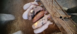 Vand purcei - negociabil