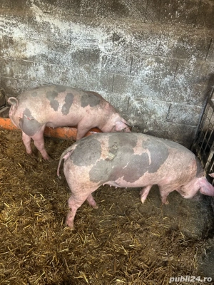 Vand purcele pietrain 90kg  - imagine 3