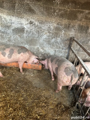 Vand purcele pietrain 90kg  - imagine 2