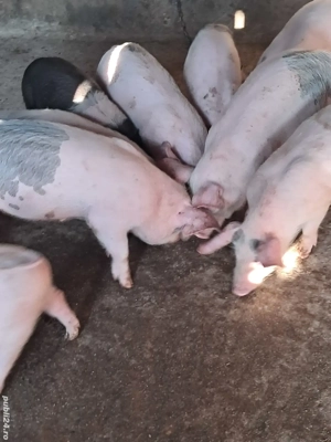 purcei landrace 25 kg. - imagine 2