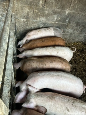 vand 5 purcelute  - imagine 3