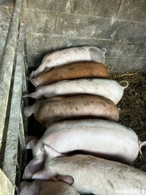 vand 5 purcelute  - imagine 2