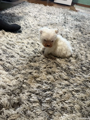 De vinzare bison maltez baietel  - imagine 4